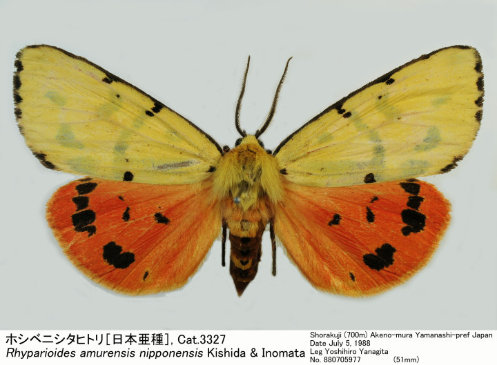 42種：激レア蝶含む亜種・変異種・局所生息固体 42種：激レア蝶含む亜種・変異種・局所生息固体